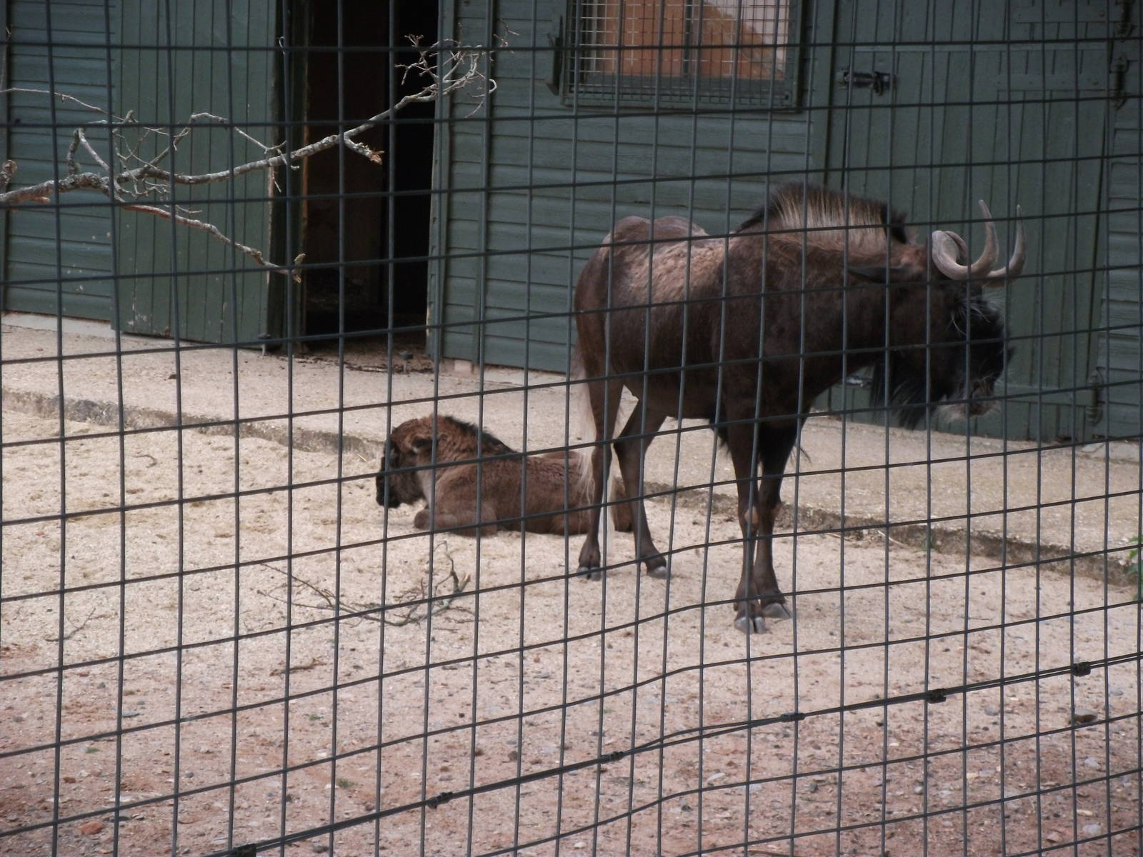 White Tailed Gnu mum and baby