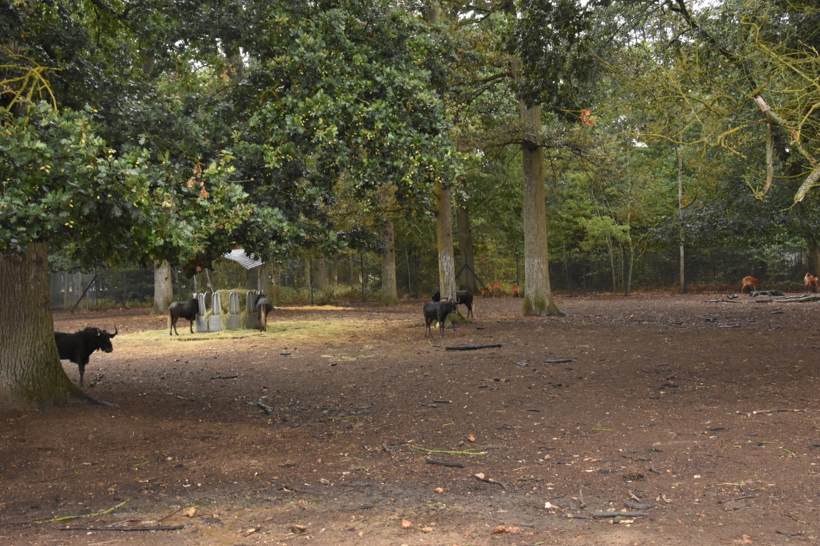 White-tailed Gnu, Sitatunga & Greater Kudu drive-through
