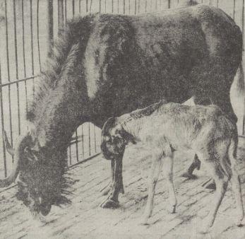 White-tailed gnu with young