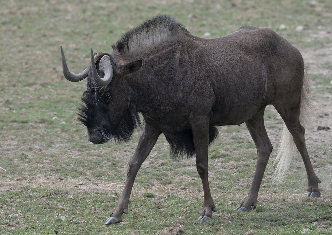White-tailed gnu