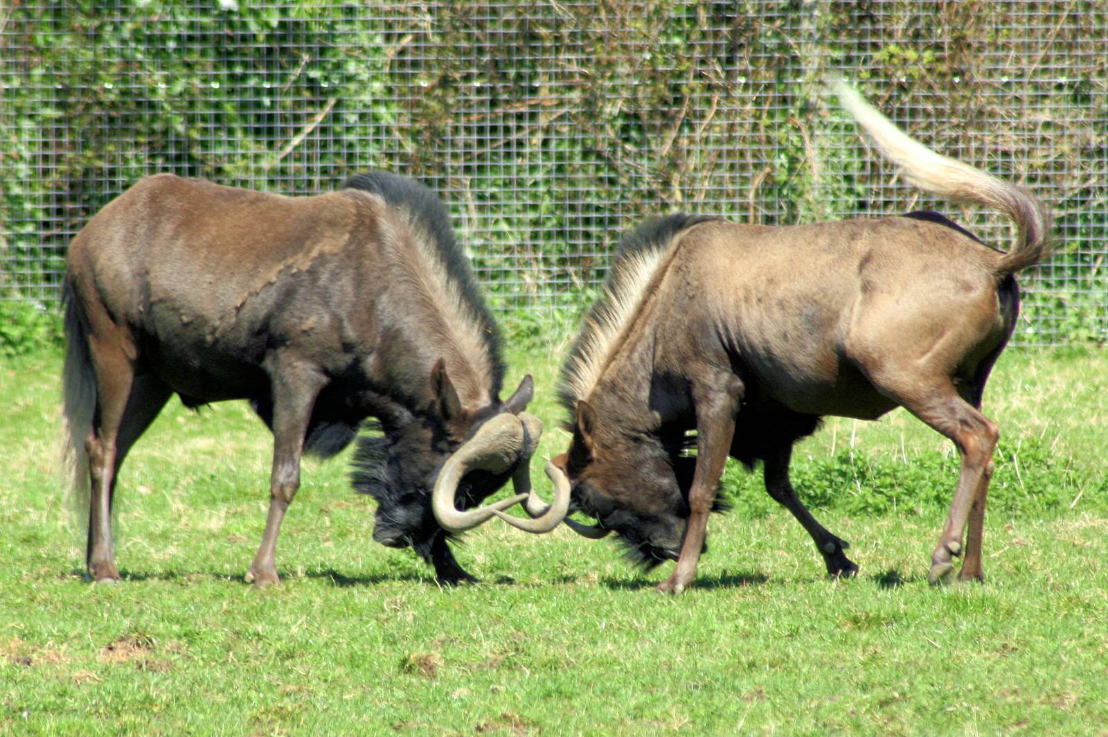White-tailed gnus; Marwell; 20th April 2013