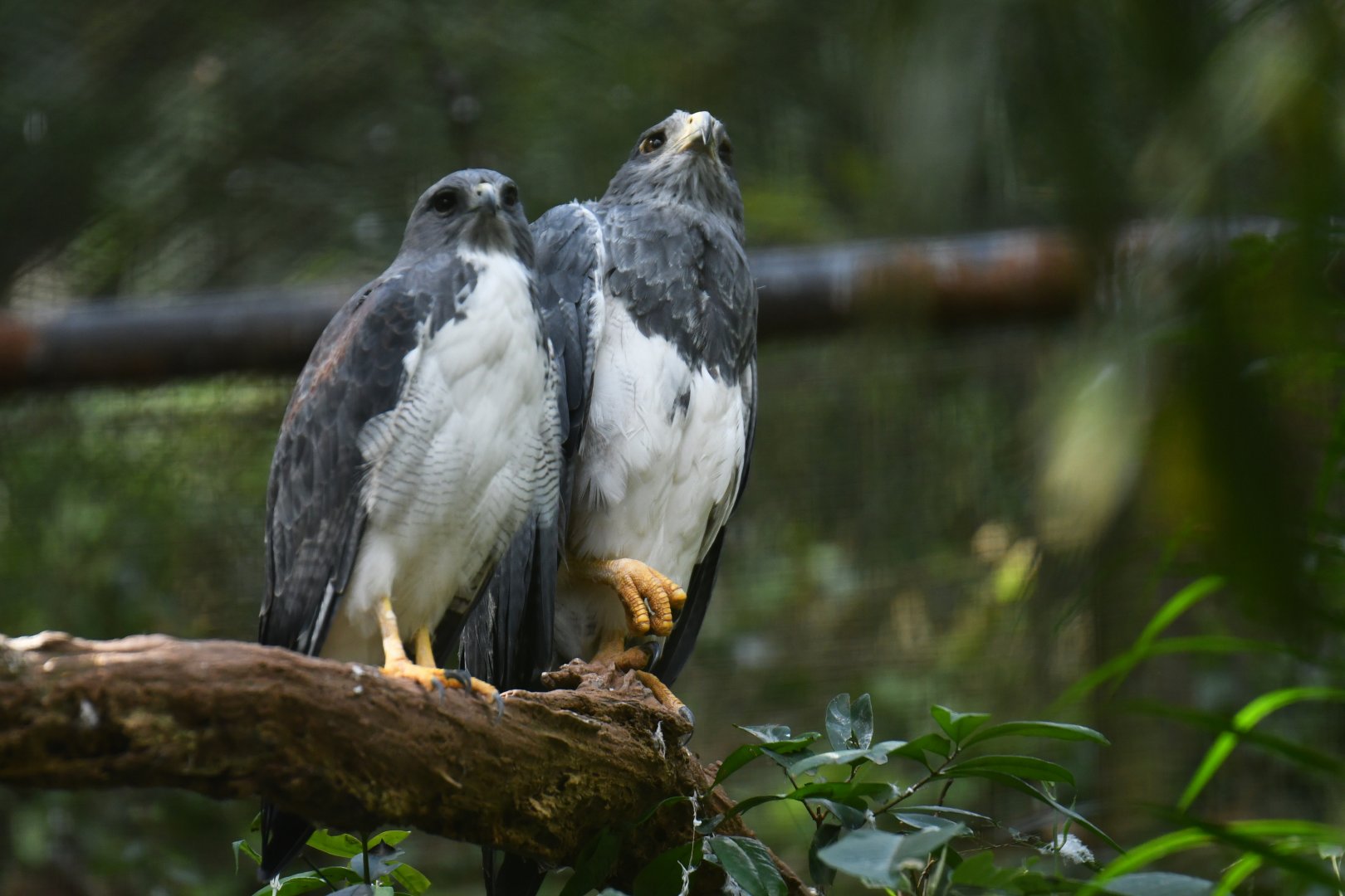 White-tailed Hawk Geranoaetus albicaudatus