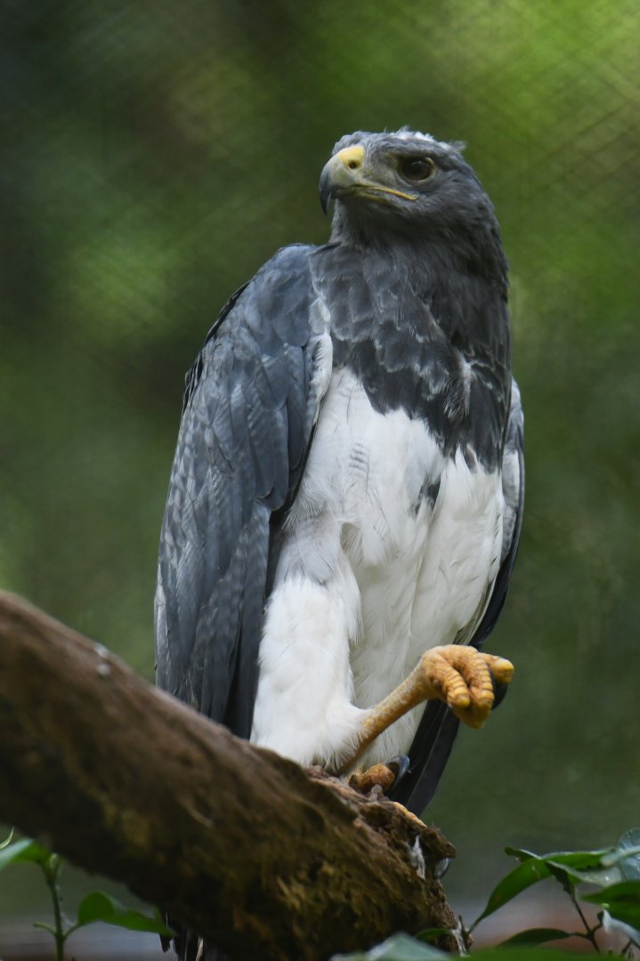 White-tailed Hawk Geranoaetus albicaudatus