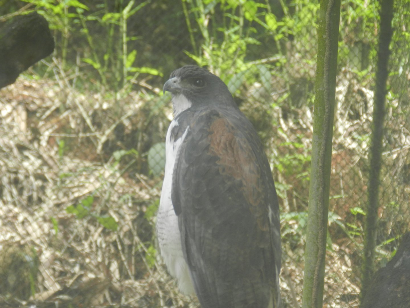 White-tailed hawk - Salvador zoo (PZGV)