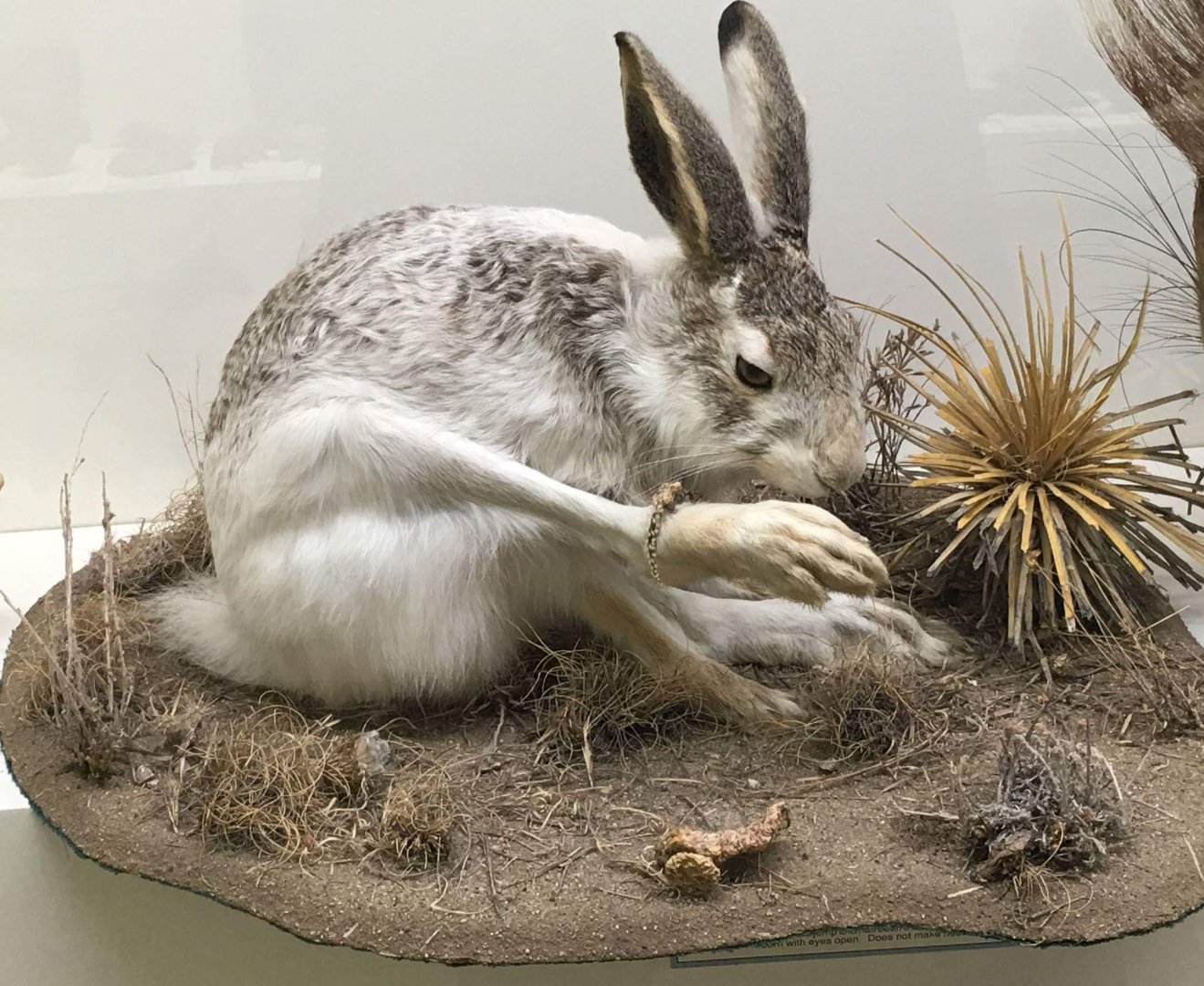 White tailed jackrabbit (Lepus townsendii campanius)