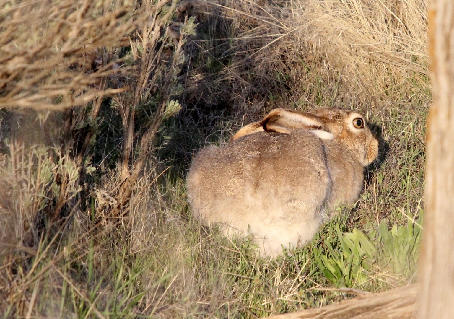 white-tailed jackrabbit (Lepus townsendii)