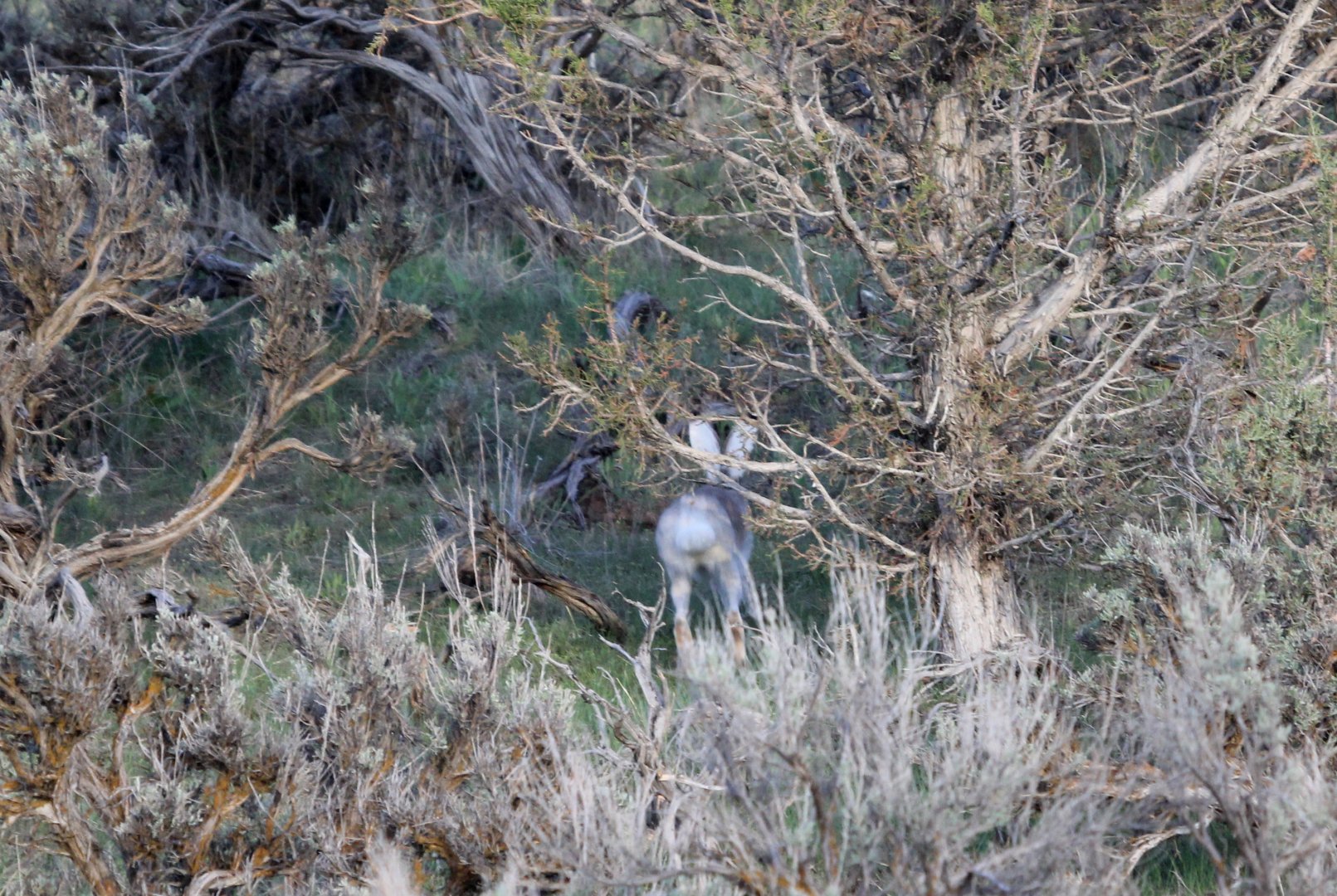 white-tailed jackrabbit (Lepus townsendii)