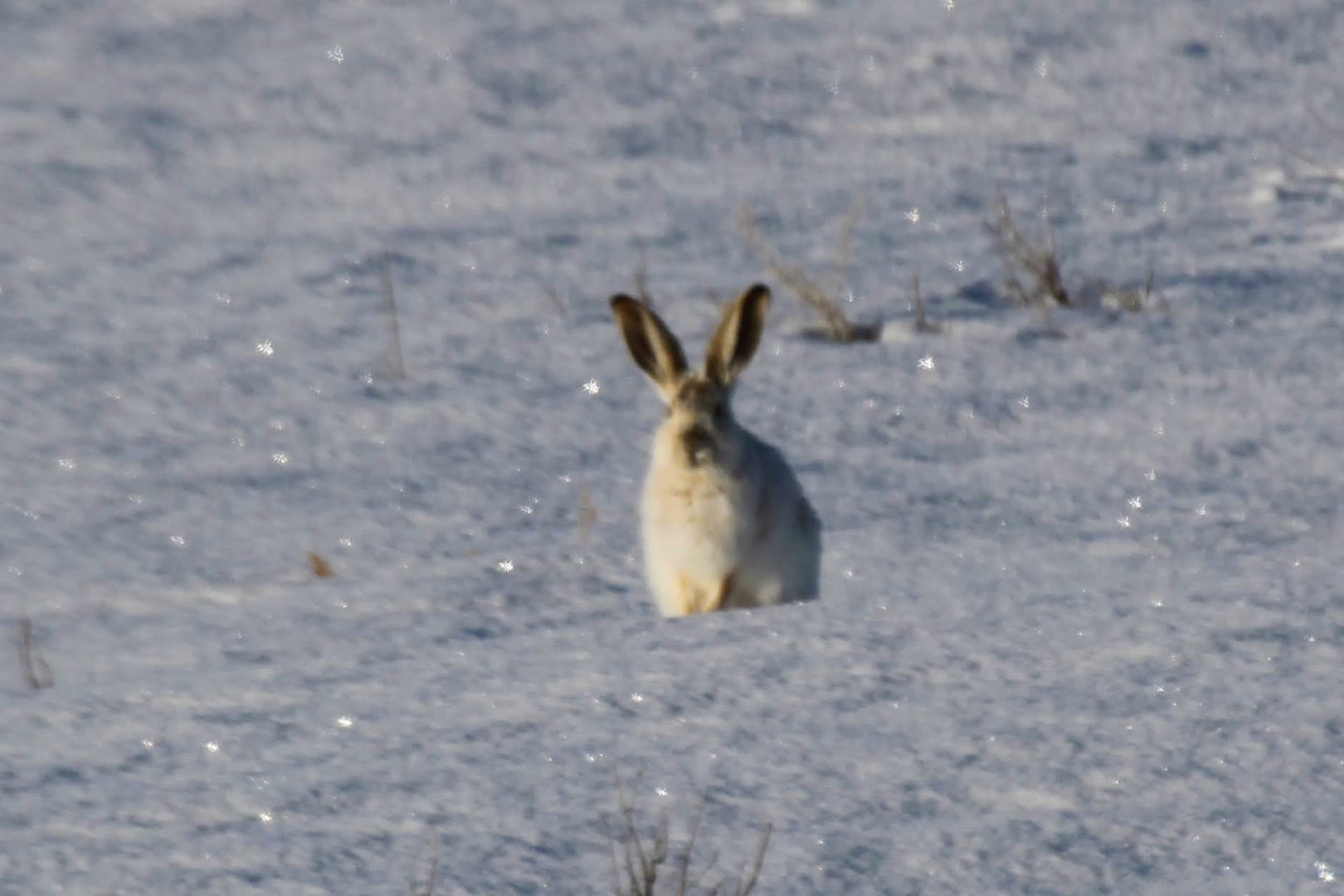 White-tailed Jackrabbit (Lepus townsendii)