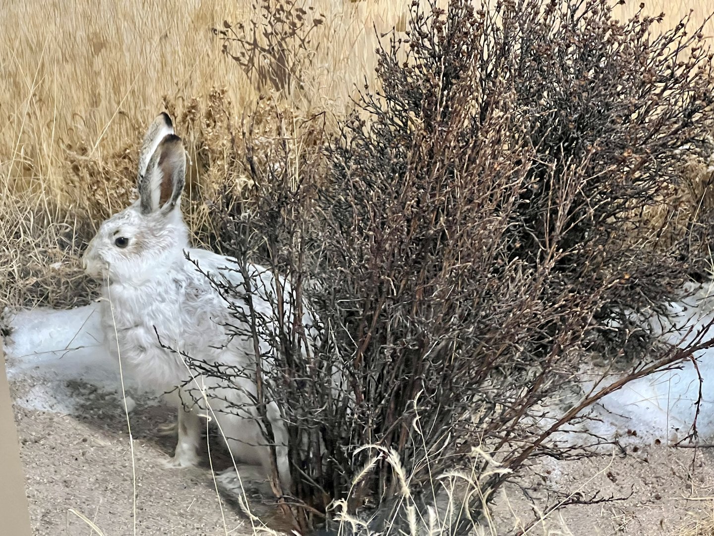 White-tailed Jackrabbit