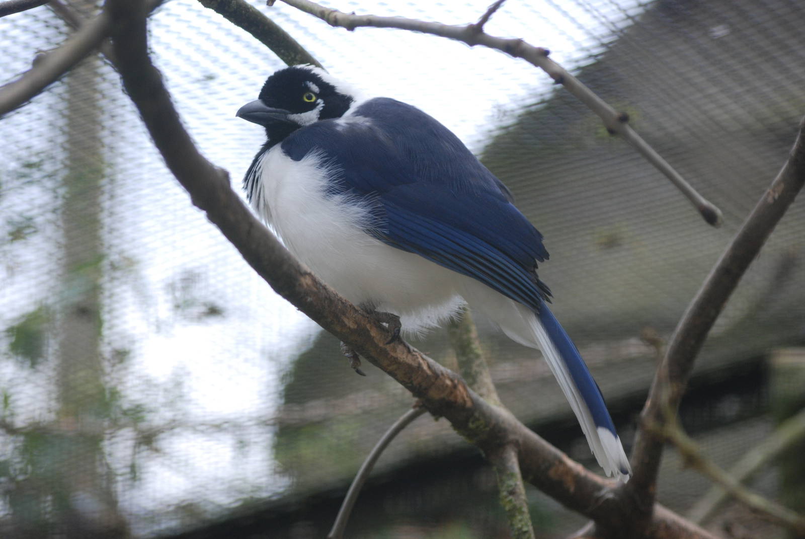 White-tailed Jay at Birdland, 05/03/11