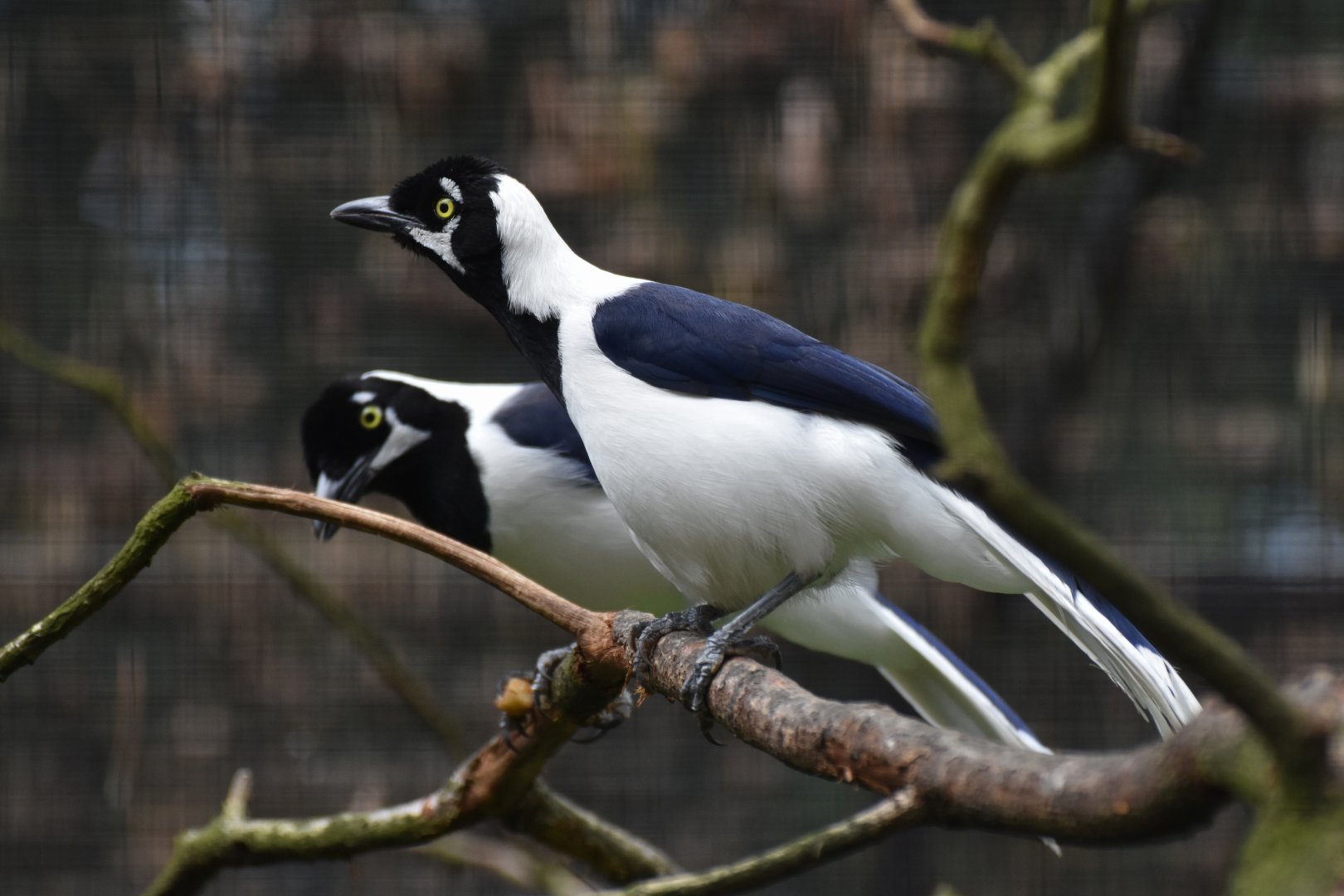 White-tailed Jay Cyanocorax mystacalis