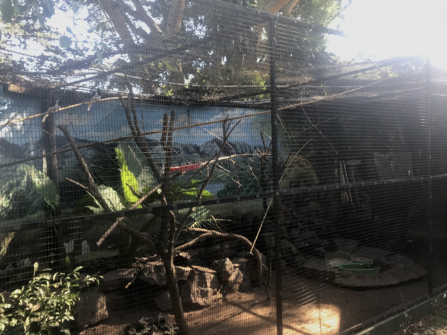 White-Tailed Jay/Golden Pheasant/Grey-Capped Emerald Dove