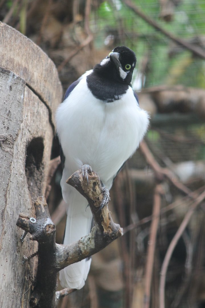 White-tailed jay