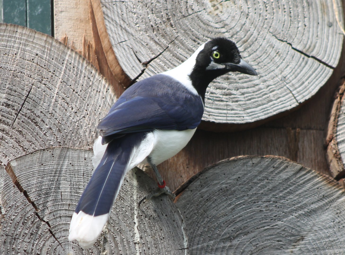 White-tailed jay