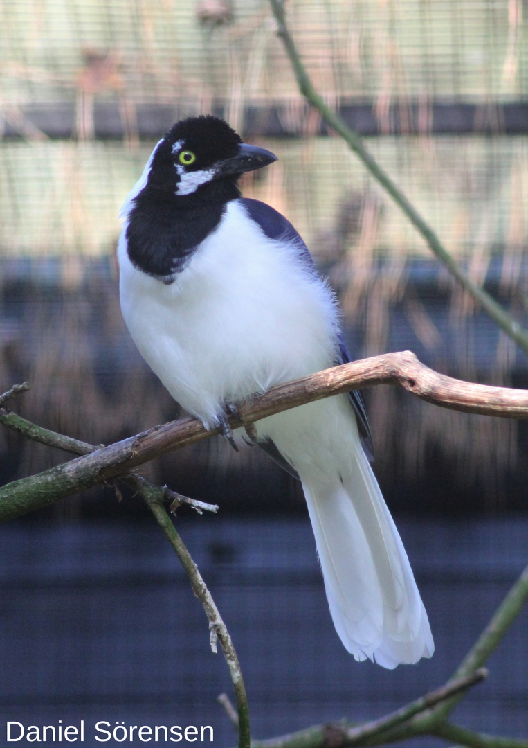 White-tailed jay
