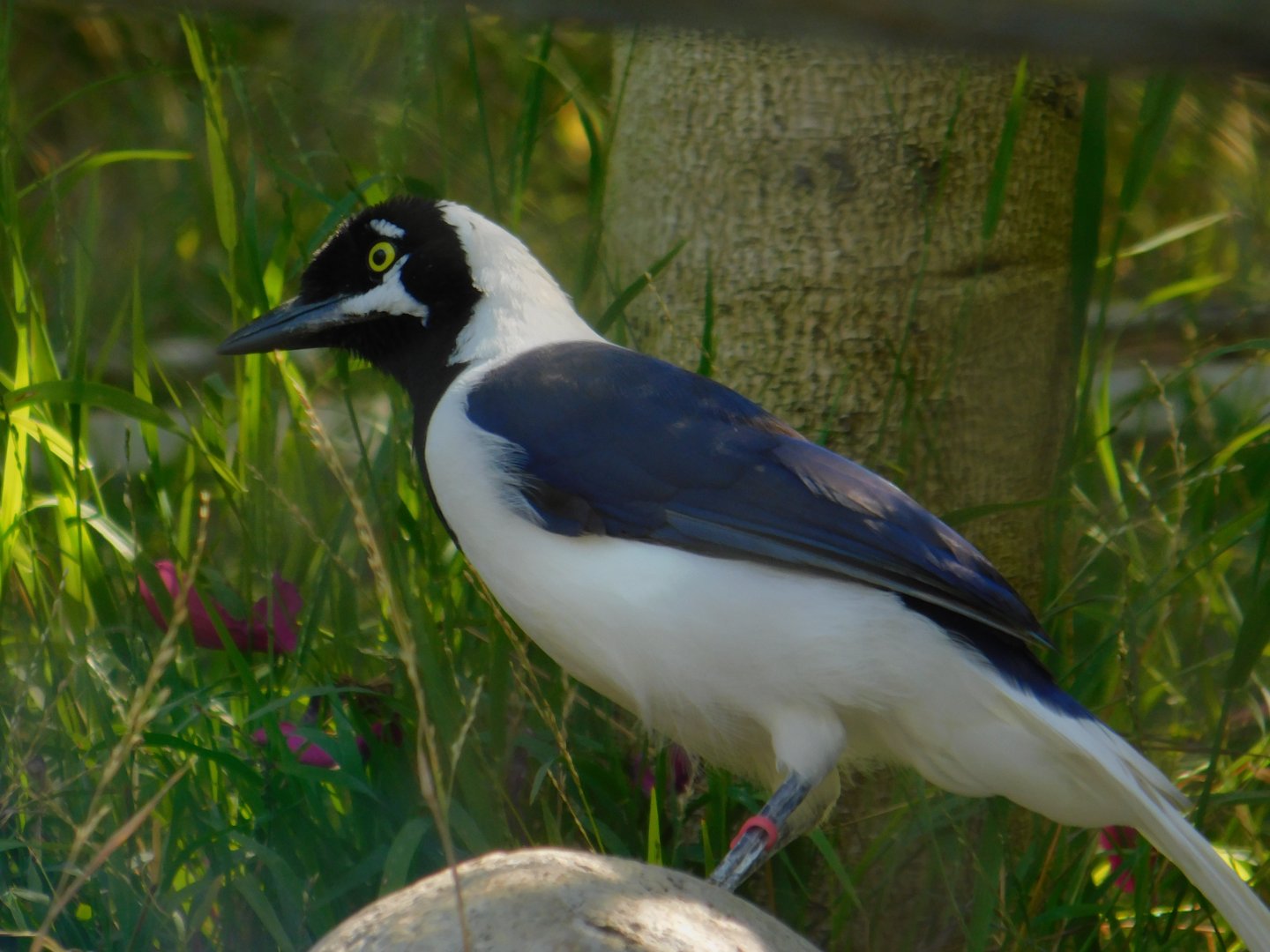 White Tailed Jay