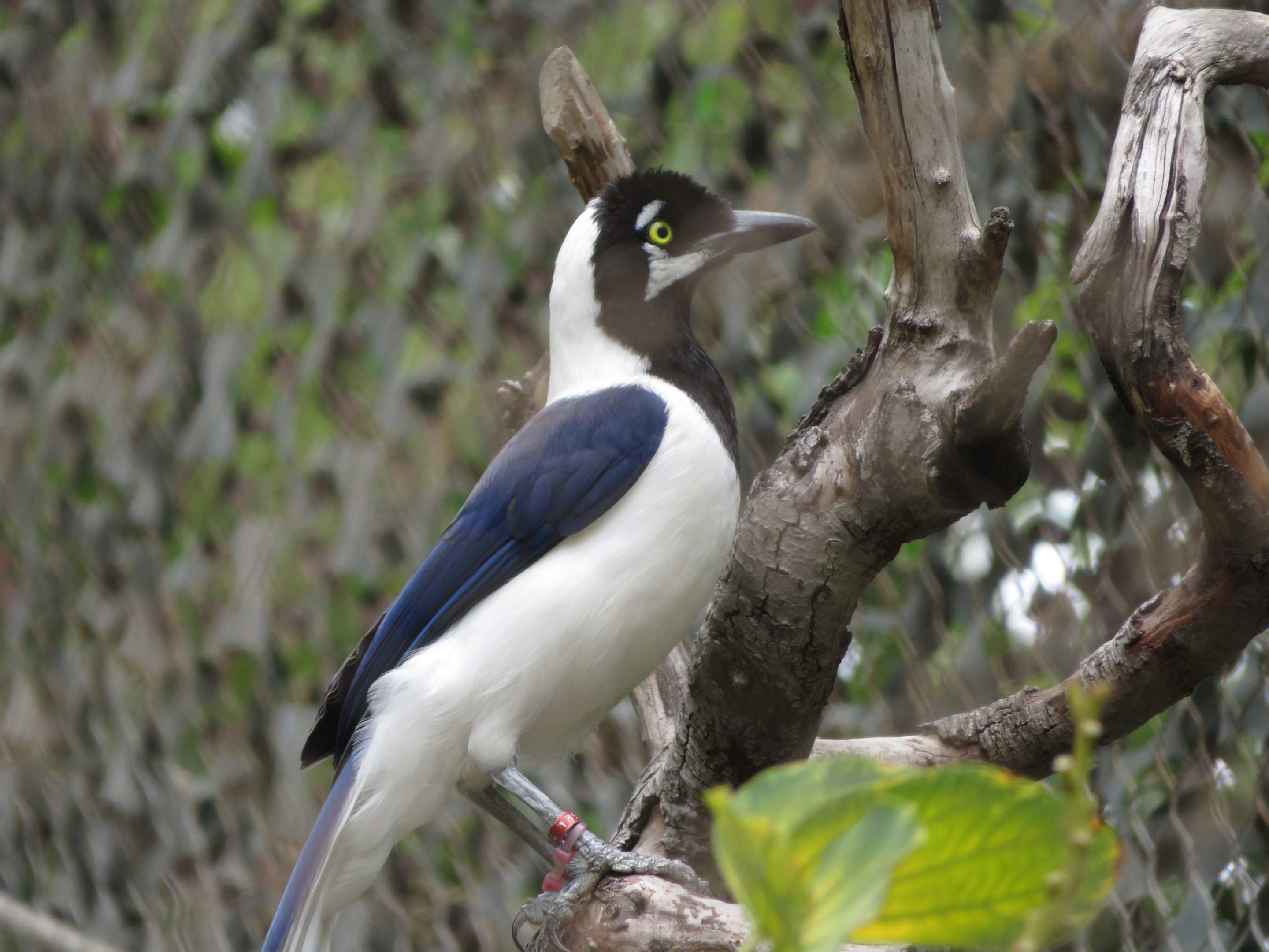White-tailed Jay