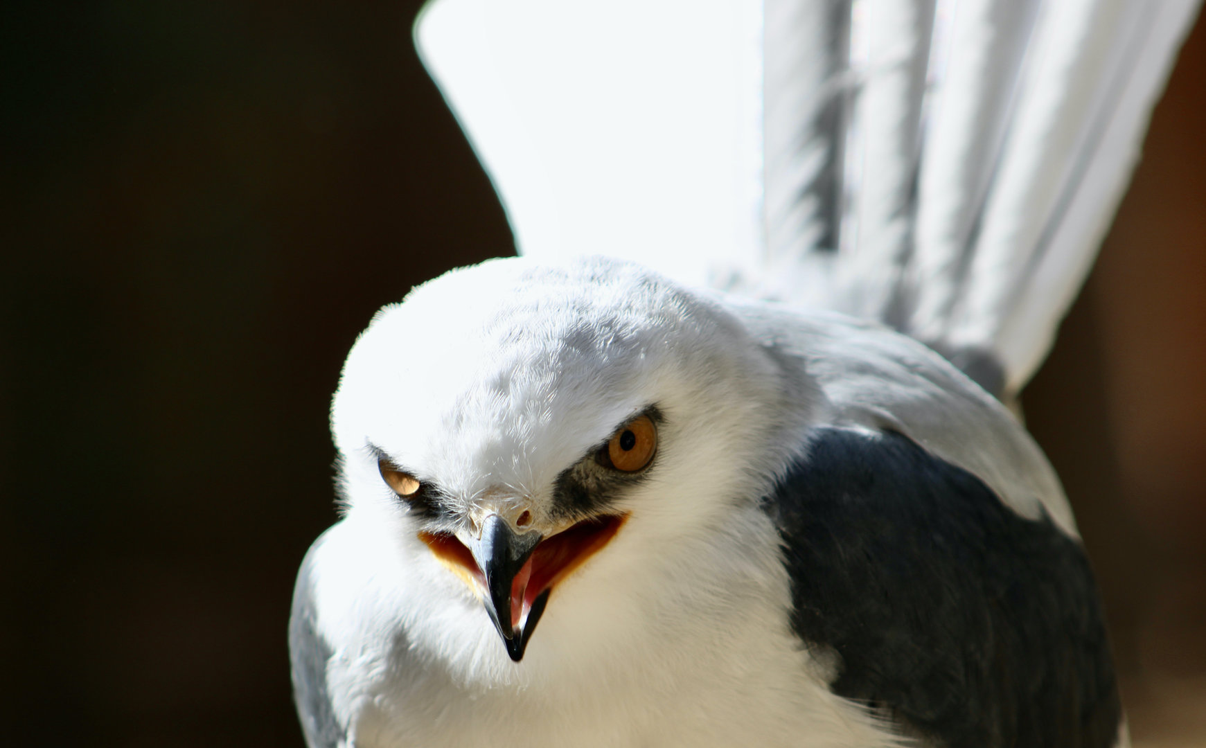 White-Tailed Kite (Elanus leucurus majusculus) "Dragon"
