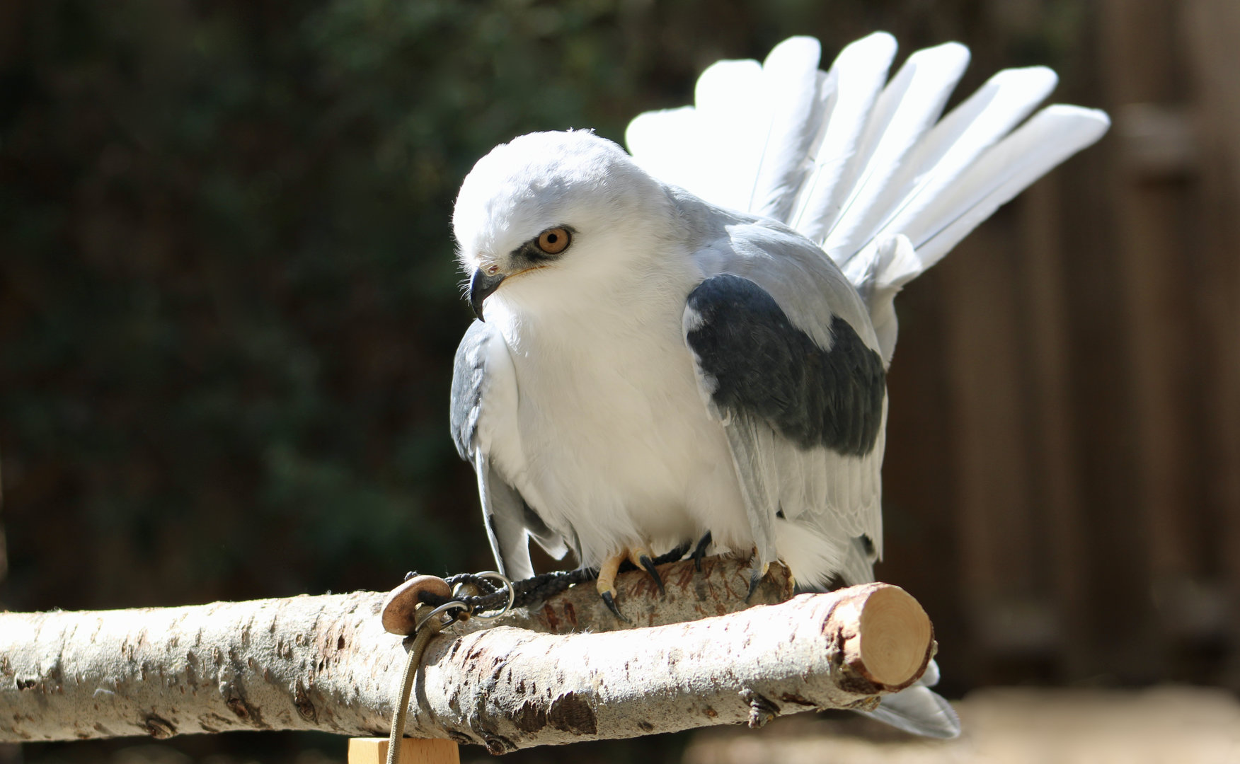 White-Tailed Kite (Elanus leucurus majusculus) "Dragon"