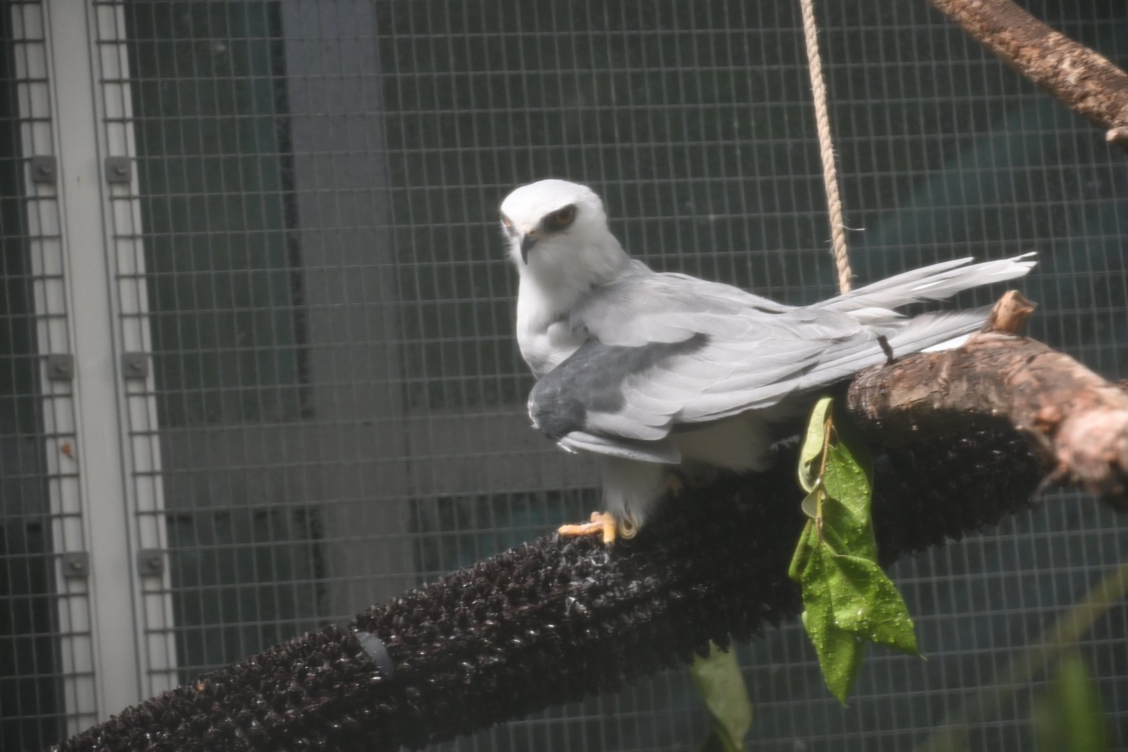 White-tailed kite (Elanus leucurus)