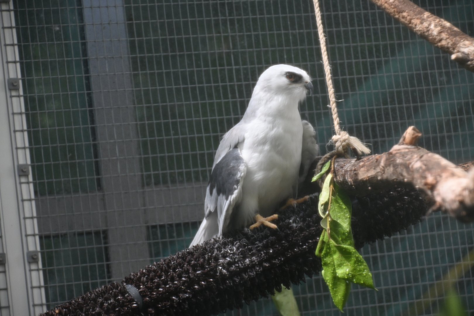 White-tailed kite (Elanus leucurus)