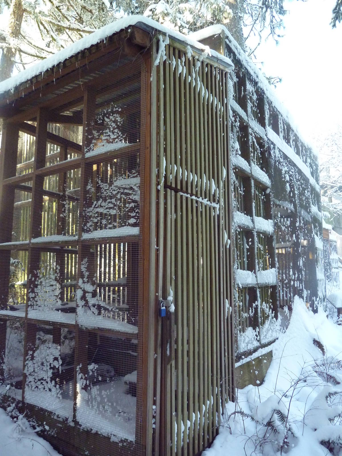 White-Tailed Kite Exhibit