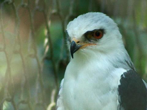 White-tailed Kite