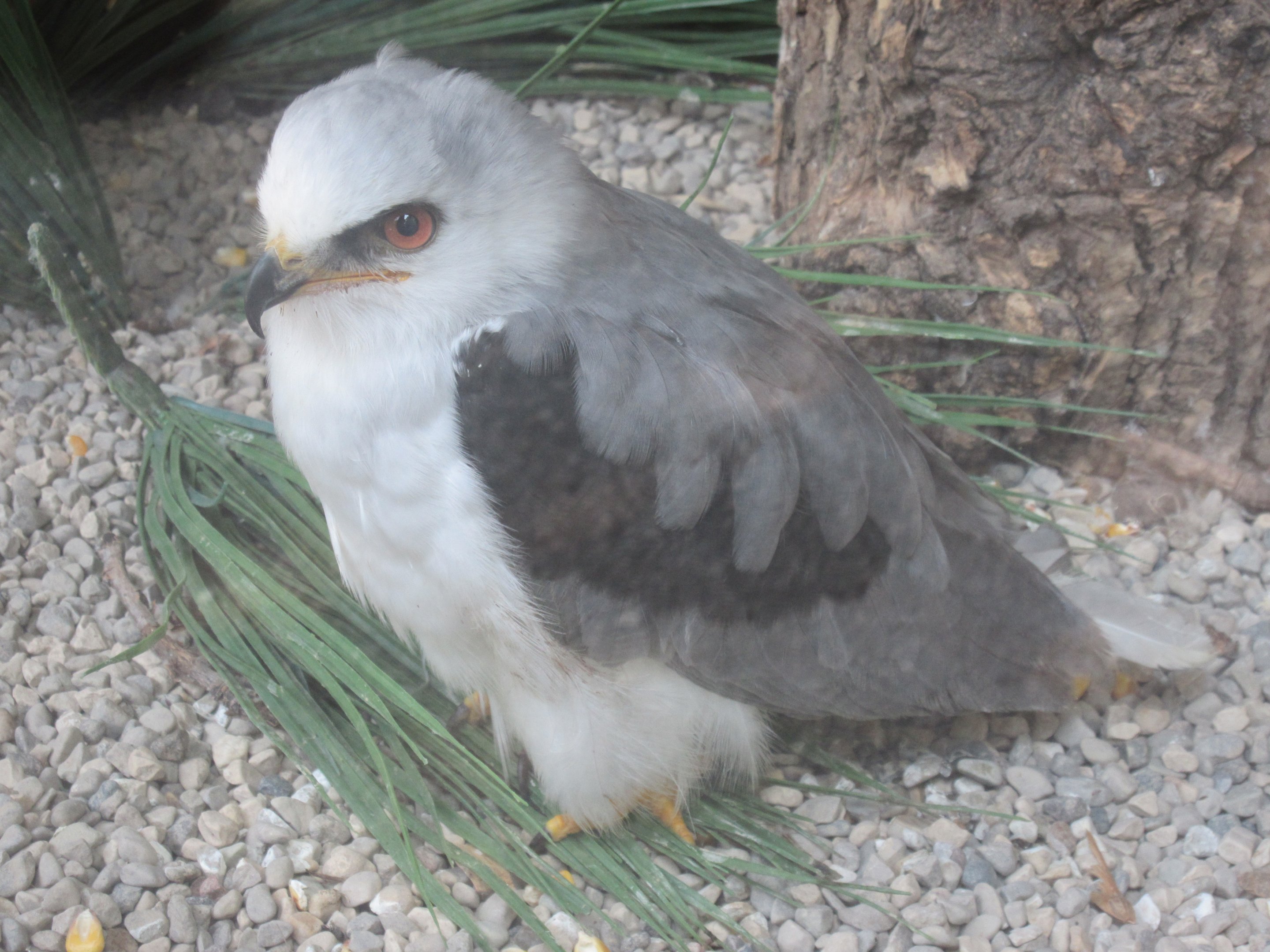 White-tailed Kite