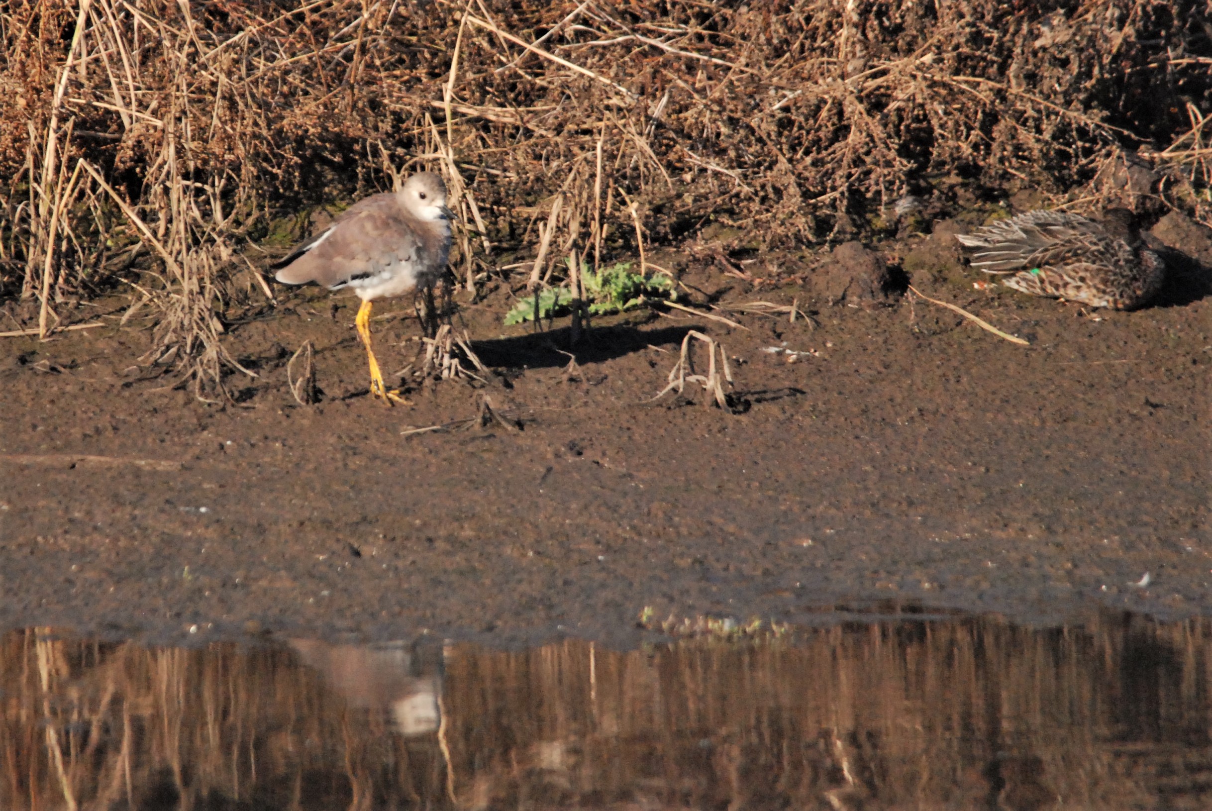 White-tailed Lapwing at Blacktoft Sands, 10th October 2021