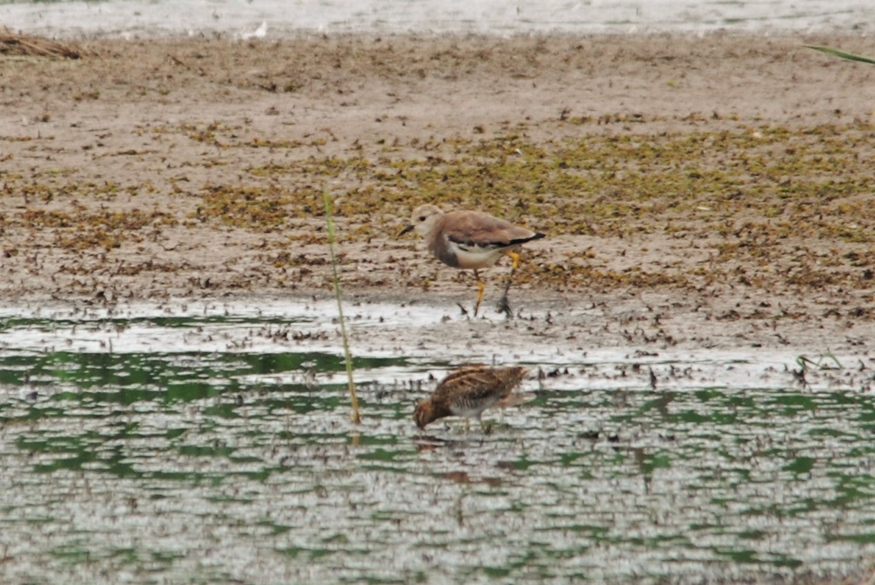 White-tailed Lapwing at Blacktoft Sands, 30th August 2021