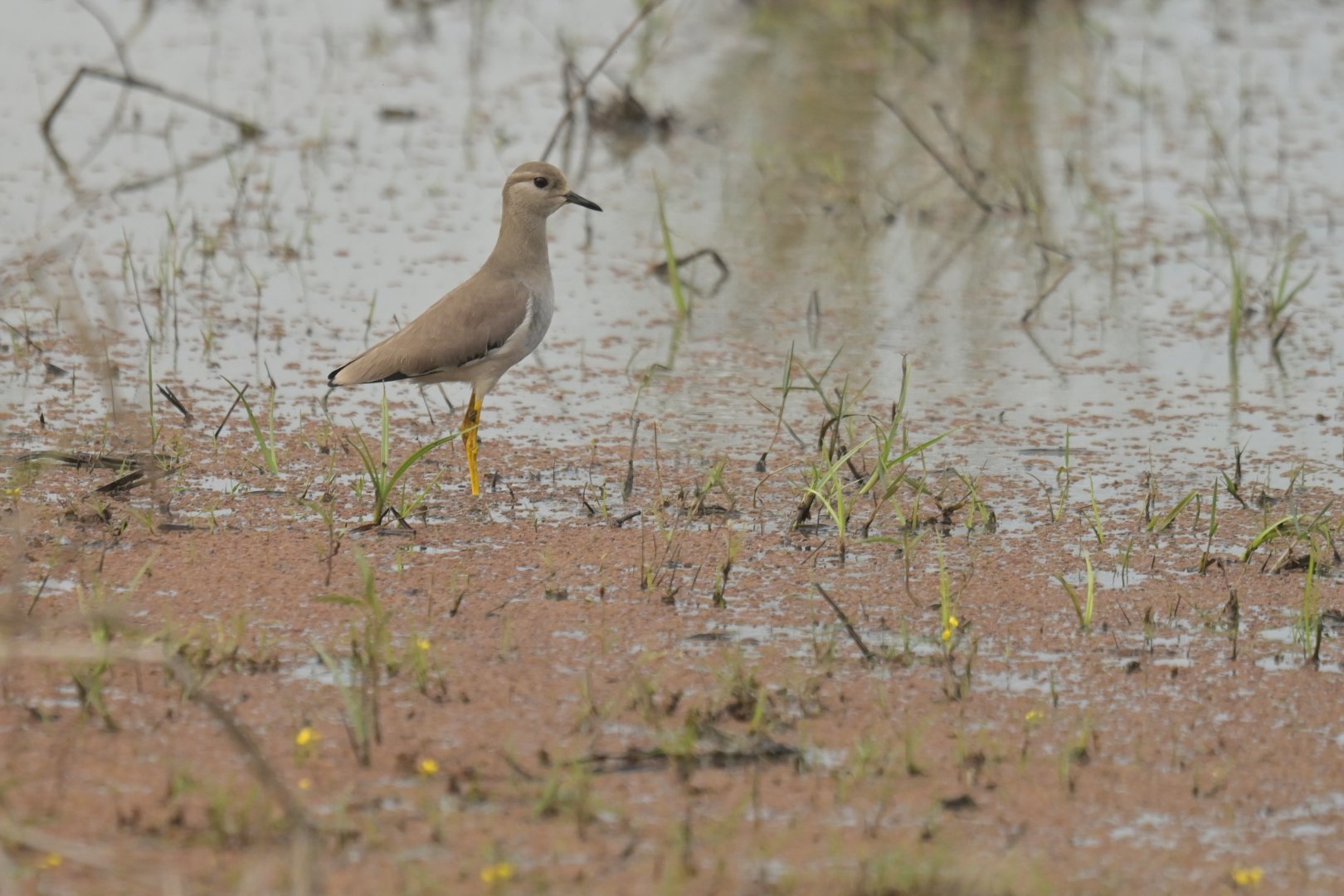 White-tailed Lapwing Vanellus leucurus
