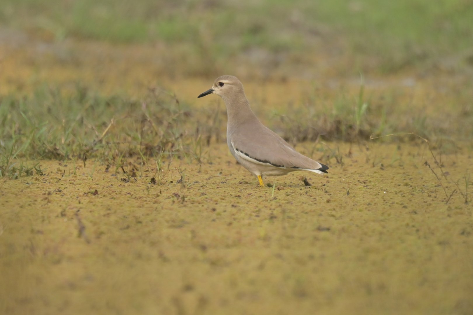 White-tailed Lapwing Vanellus leucurus