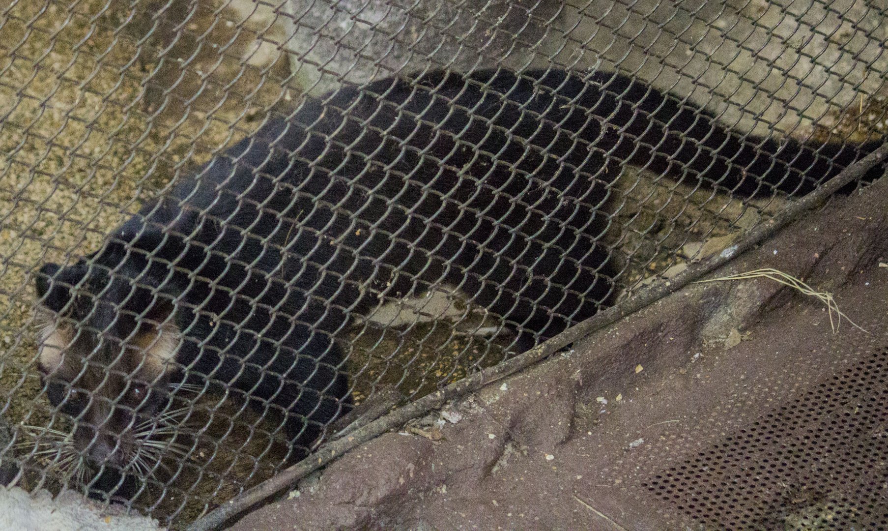 White-tailed masked palm civet, Paguma larvata leucomystax