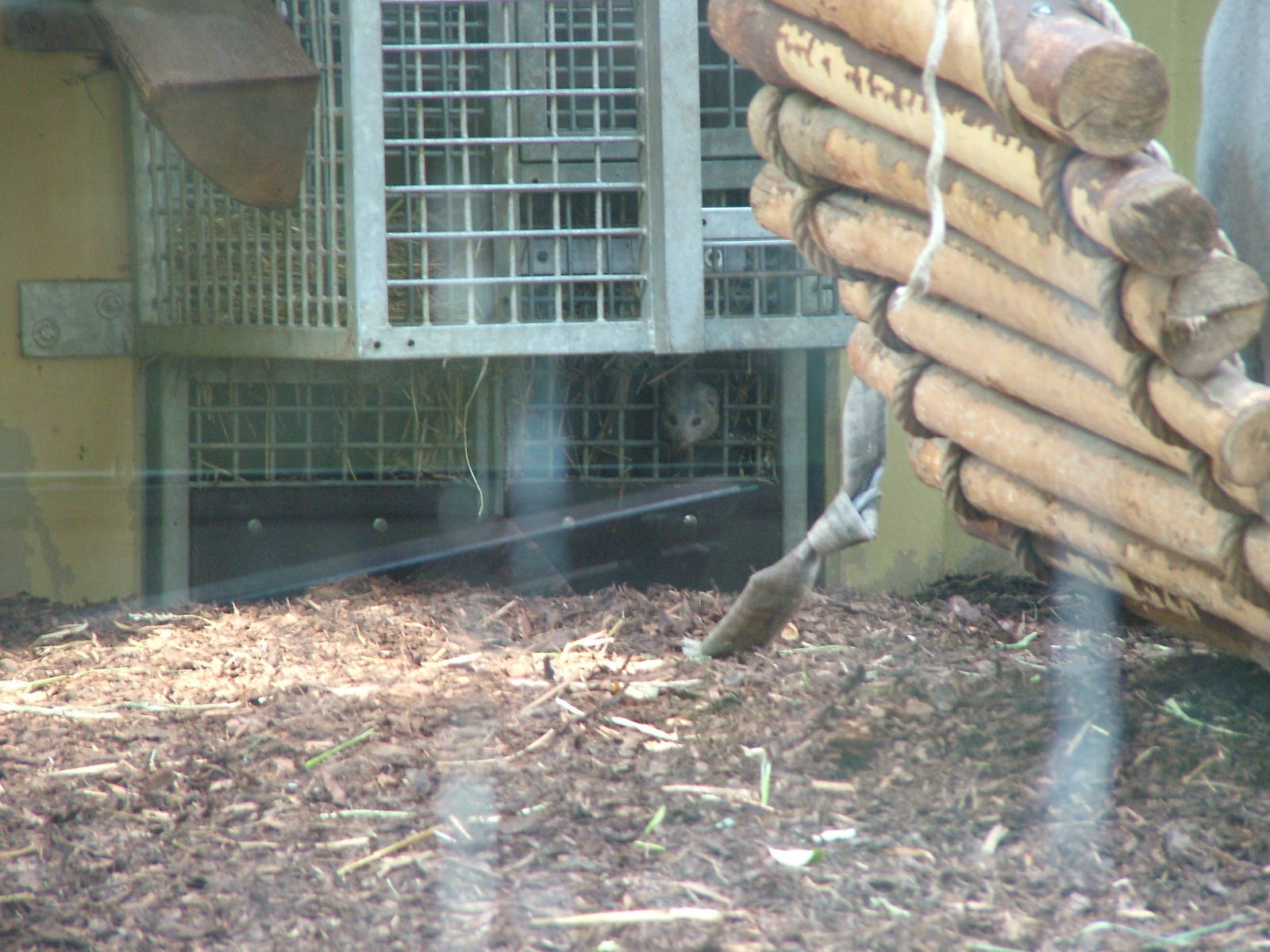 White-tailed Mongoose at Heidelberg, 05/09/10
