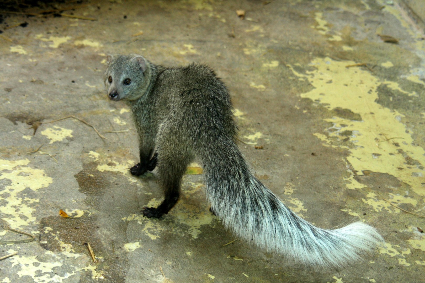 white-tailed mongoose (Ichneumia albicauda) 2010