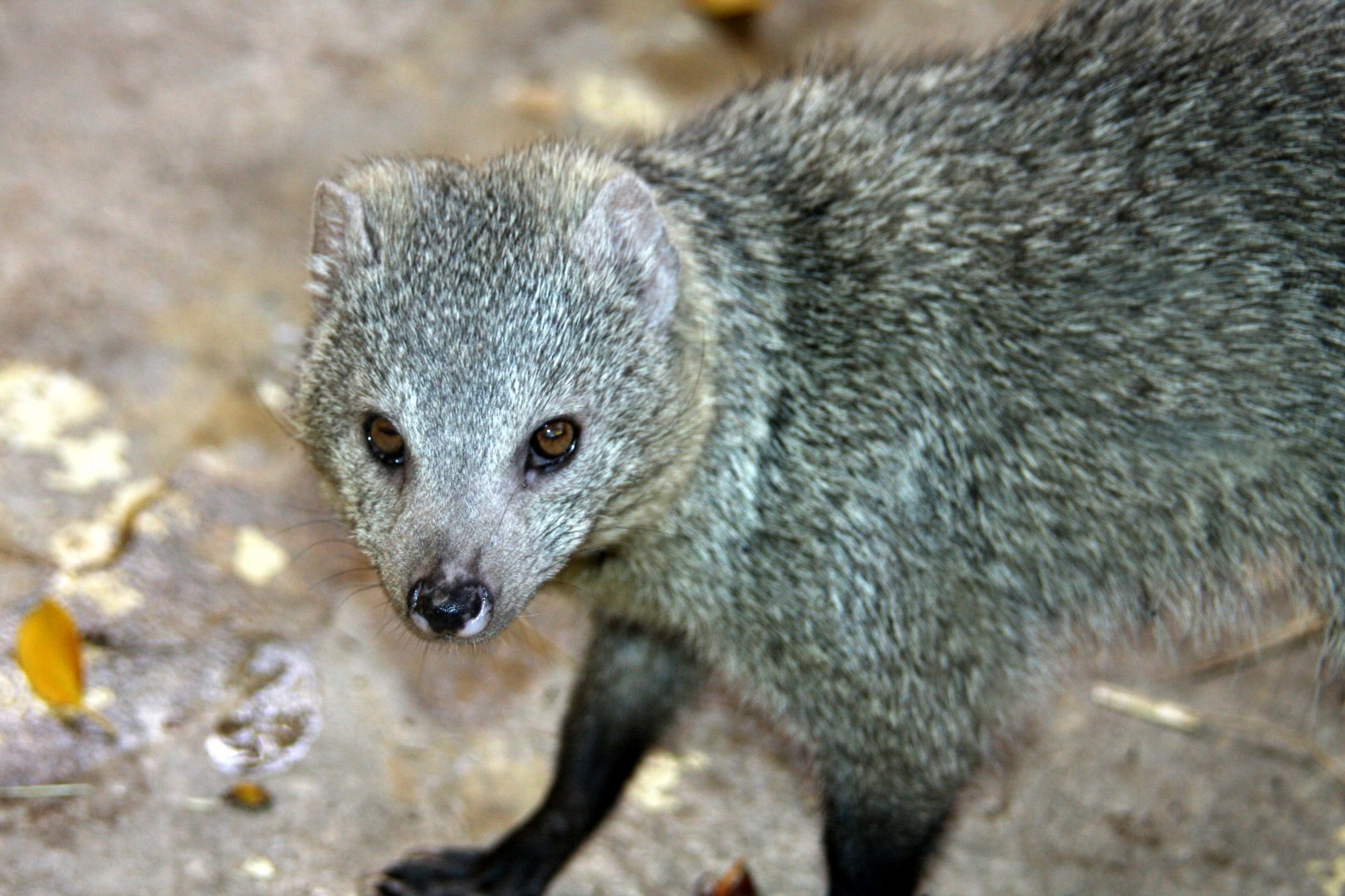 white-tailed mongoose (Ichneumia albicauda) 2010