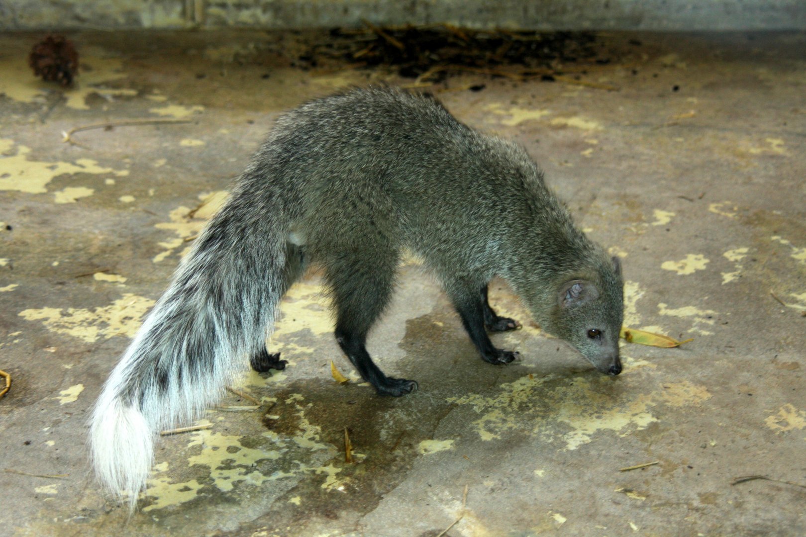 white-tailed mongoose (Ichneumia albicauda) 2010