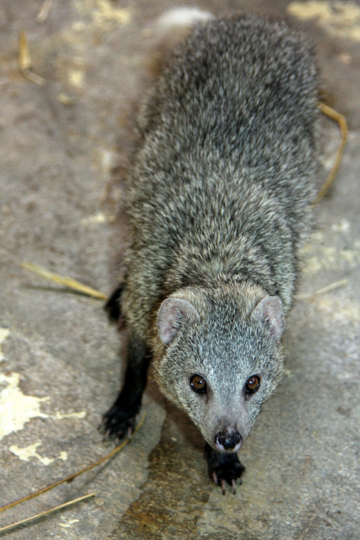 white-tailed mongoose (Ichneumia albicauda) 2010