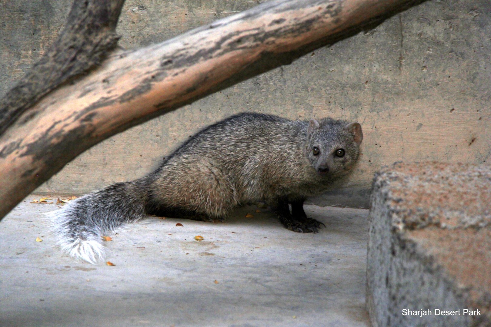 white-tailed mongoose (Ichneumia albicauda) Sept 2018