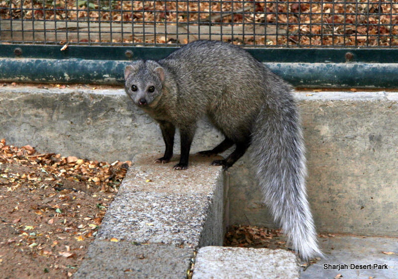 white-tailed mongoose (Ichneumia albicauda) Sept 2018