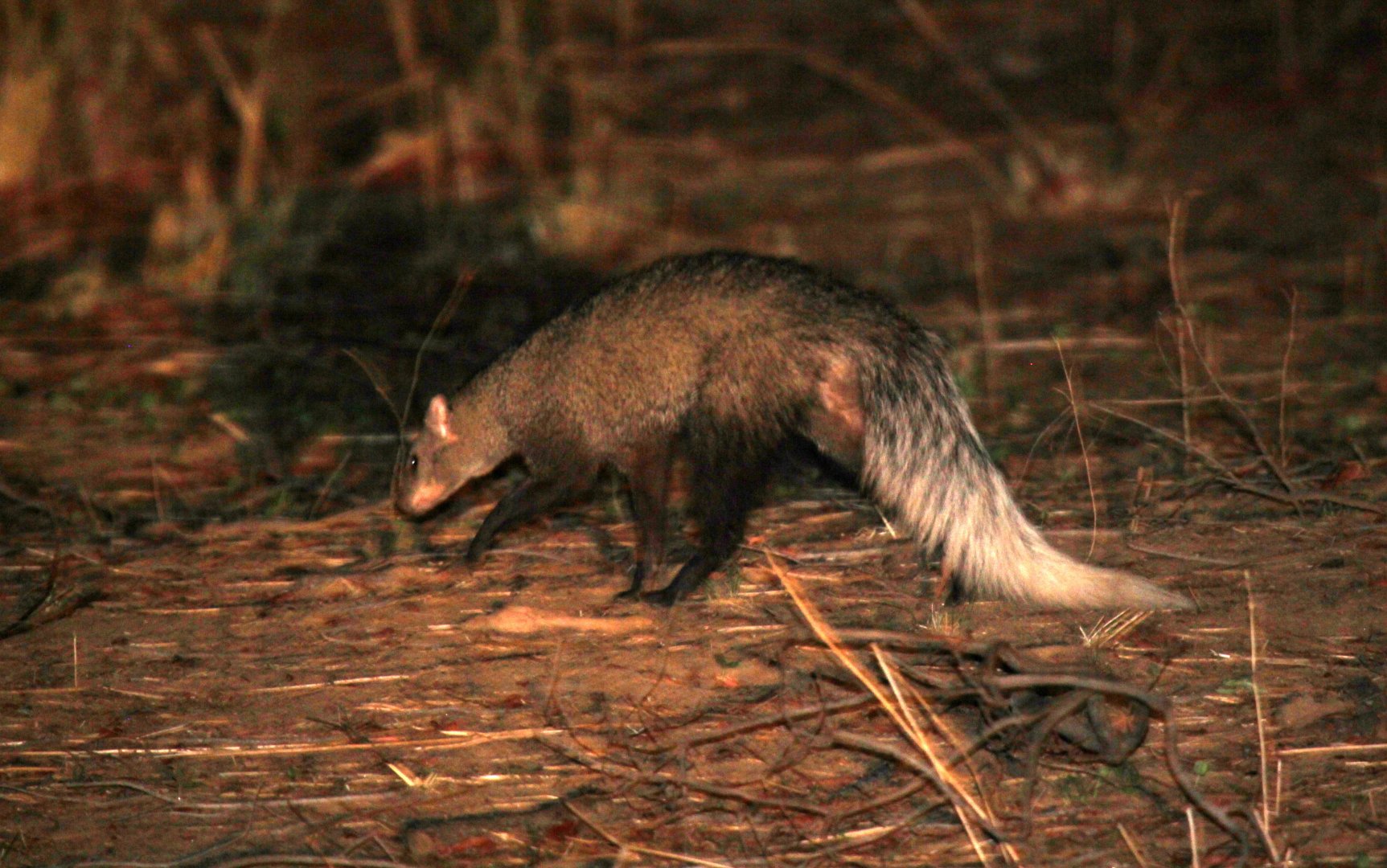 white-tailed mongoose (Ichneumia albicauda)