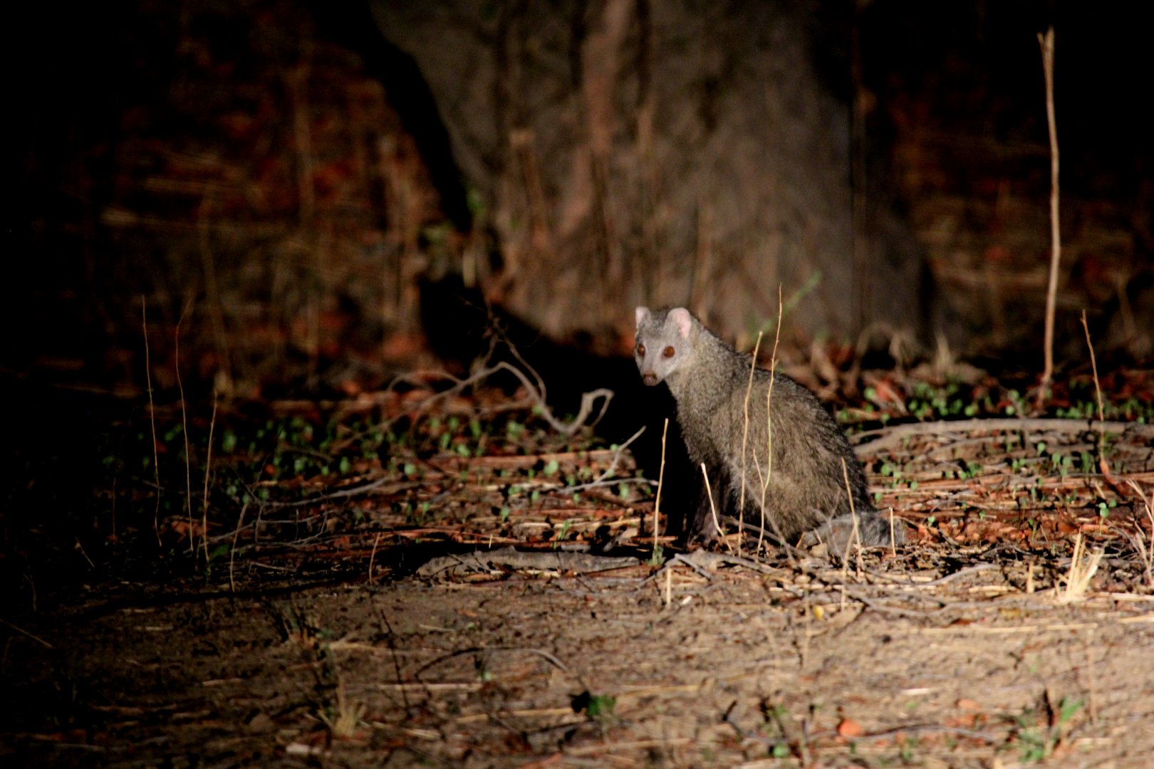 white-tailed mongoose (Ichneumia albicauda)
