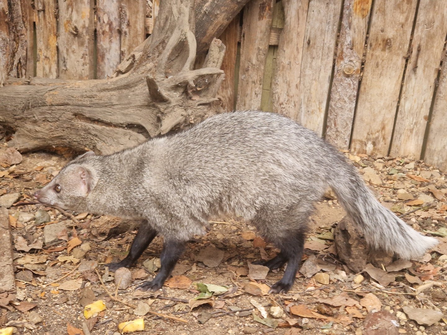White-tailed mongoose