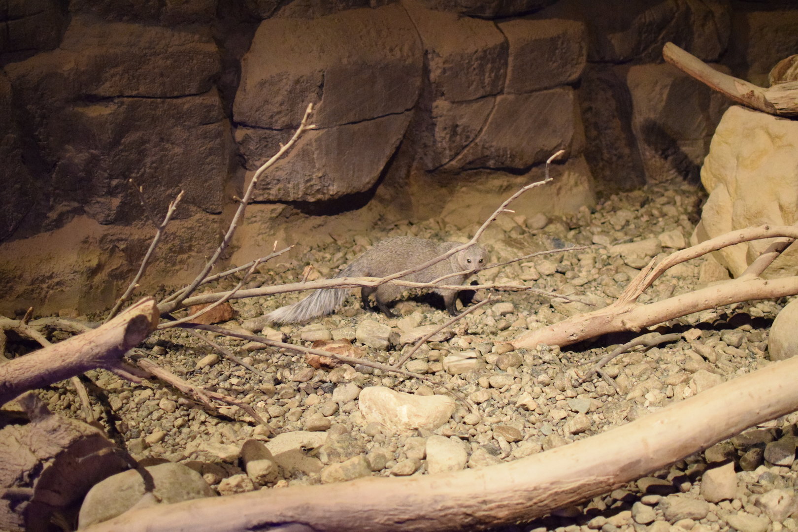 White-tailed Mongoose