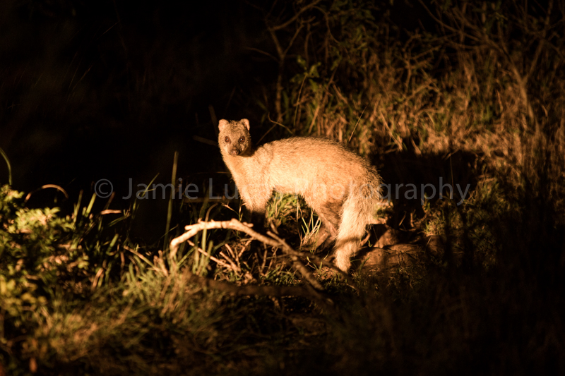 White Tailed Mongosse