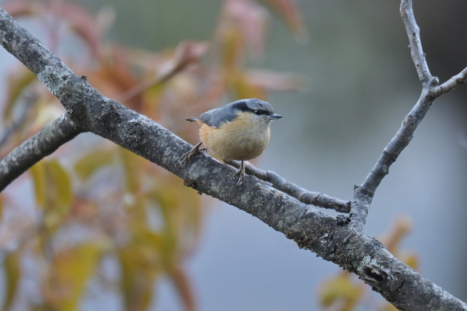 White-tailed Nuthatch Sitta himalayensis