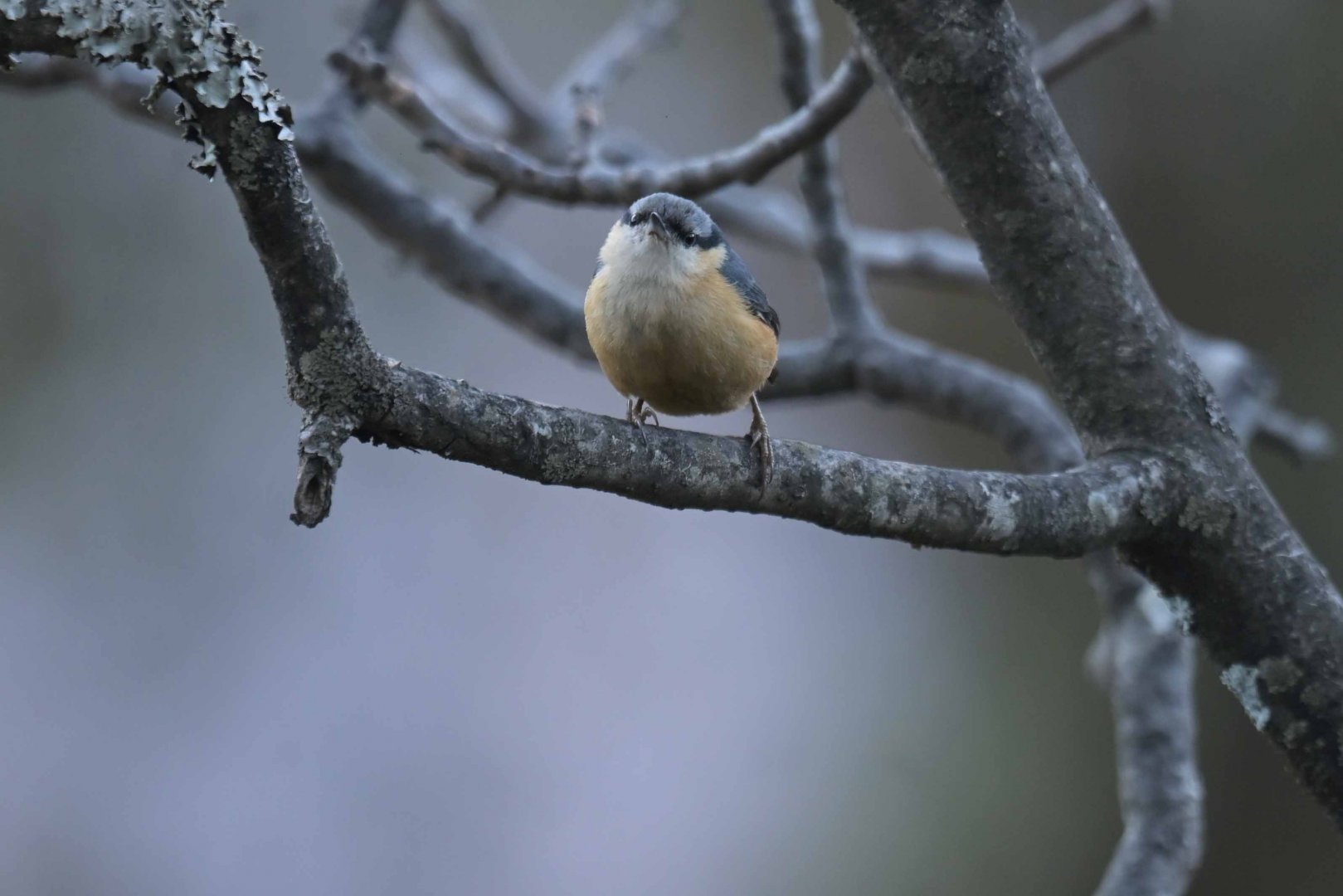 White-tailed Nuthatch Sitta himalayensis