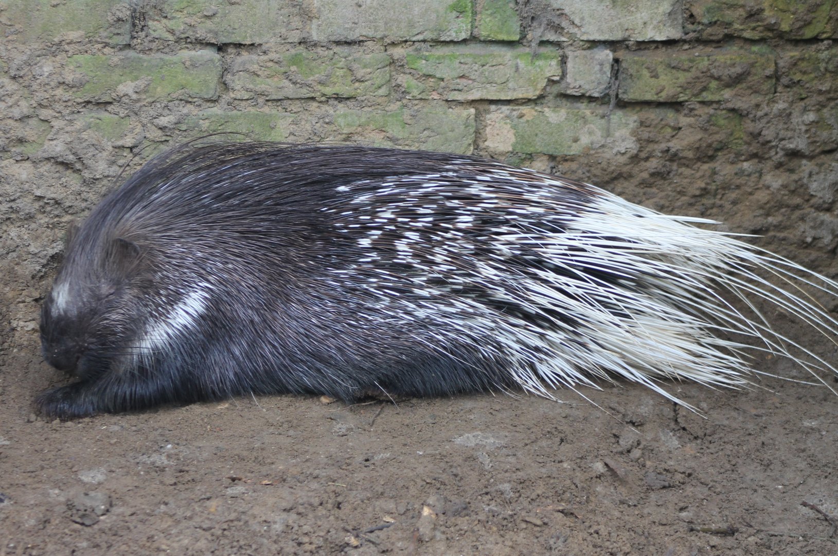 White-tailed porcupine