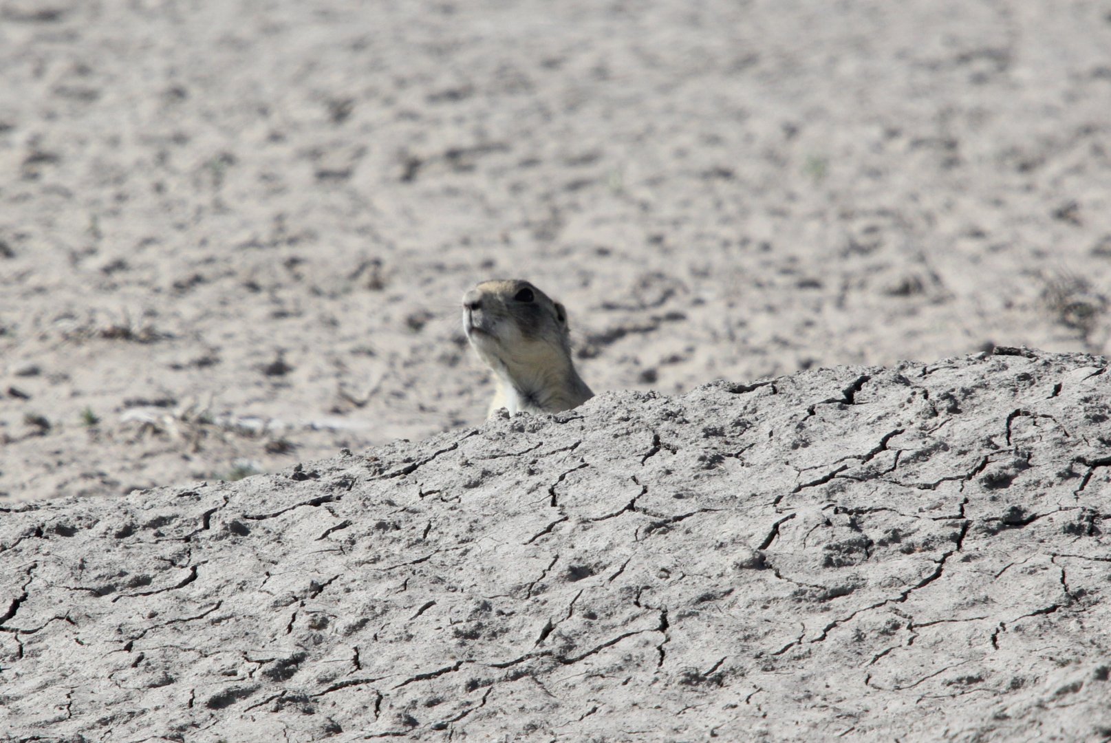 White-tailed prairie dog (Cynomys leucurus)
