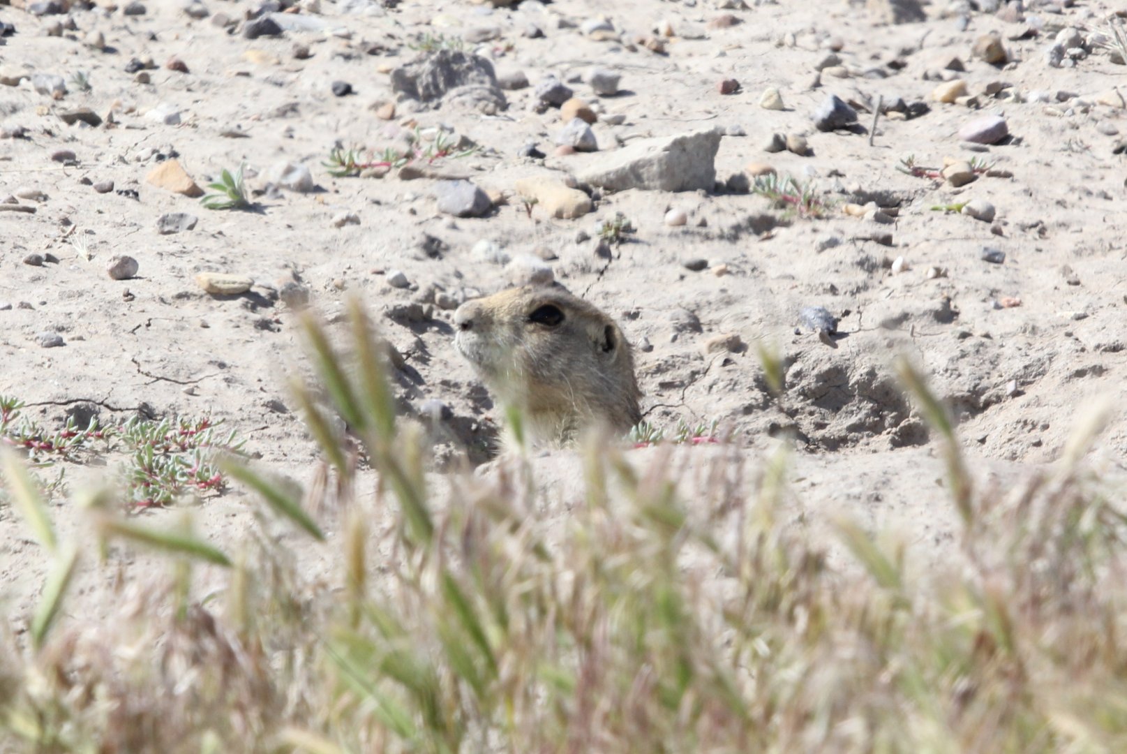 White-tailed prairie dog (Cynomys leucurus)